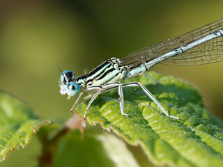 Agrion à larges pattes (Platycnemis pennipes) sur feuillage vert © Colombe Delons