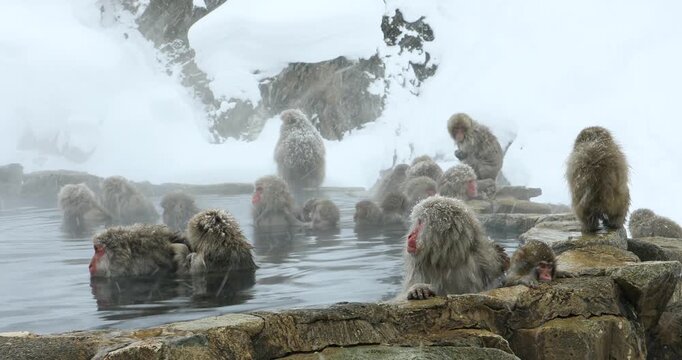 地獄谷野猿公苑の雪降りの温泉に入る猿
