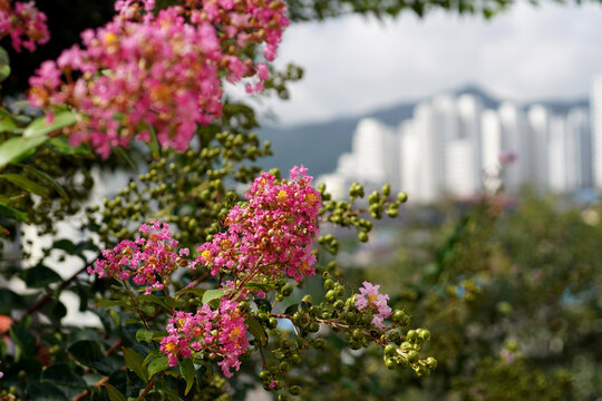
The pink of crape myrtle blossoms blooming by the coast