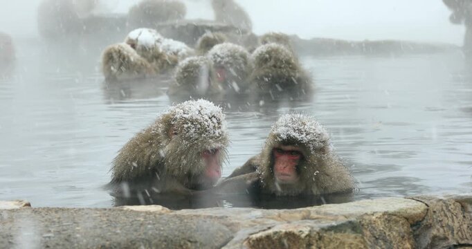 地獄谷野猿公苑の雪降りの温泉に入る猿