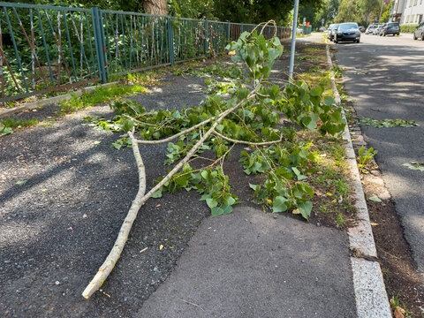 Broken Tree Branch on a City Footpath After a Storm &ndash; Storm Damage and Urban Safety Hazard