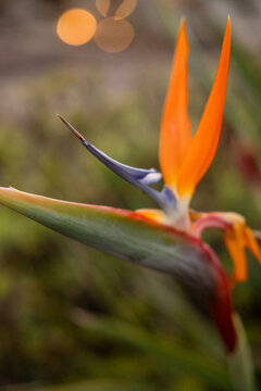 Nahaufnahme einer farbenpr&auml;chtigen Paradiesvogelblume (Strelitzia reginae) mit leuchtend orangefarbenen Bl&uuml;tenbl&auml;ttern vor einem weich gezeichneten, gr&uuml;nen Hintergrund mit atmosph&auml;rischem Bokeh.