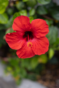 Prachtvolle rote Hibiskusbl&uuml;te mit markanten Staubgef&auml;&szlig;en vor einem saftig gr&uuml;nen, unscharfen Hintergrund. Die leuchtende Farbe und die feine Textur strahlen pure Lebensfreude und tropische Exotik aus
