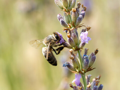Abeille domestique (Apis mellifera) butinant une fleur de lavande