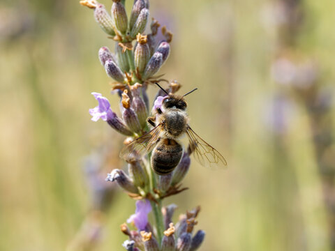 Abeille domestique (Apis mellifera) butinant une fleur de lavande