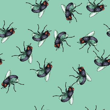 pattern insect fly hand drawn. animal house, vintage isolated, black nature insect fly vector sketch illustration