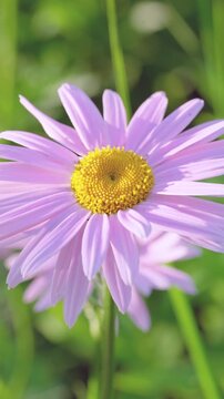 Single pale-pink daisy fills foreground with bright yellow textured central disk and radiating long ray petals showing soft venation and translucent edges, subtle