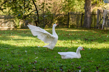 Two white geese in a sunny grassy yard © Mirko