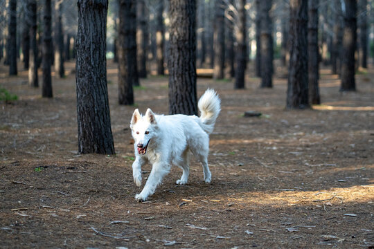 large white wolf dog in the woods 
