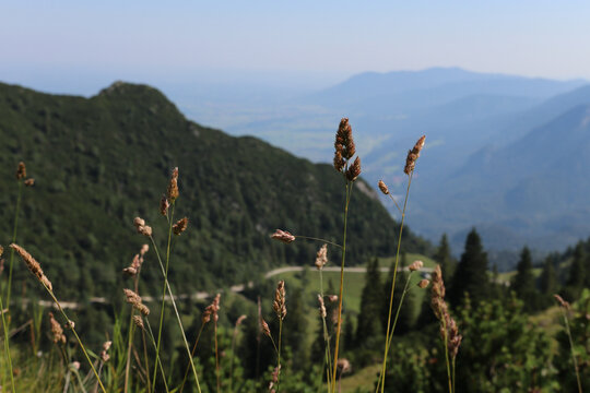 Nahaufnahme von Gr&auml;sern auf einer Bergwiese vor einer malerischen Alpenkulisse. Das sanfte Licht betont die Textur der &Auml;hren, w&auml;hrend die Berge im Hintergrund in leichtem Dunst verschwimmen.