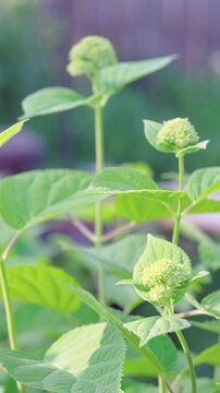 Close-up botanical motion of green hydrangea showing immature rounded bud clusters on thin stems with large serrated veined leaves in soft outdoor garden light