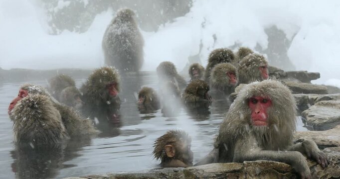 地獄谷野猿公苑の雪降りの温泉に入る猿