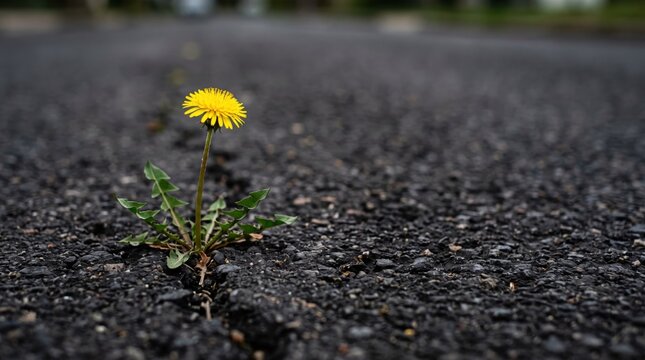 Bright yellow dandelion flower blooming alone in cracked asphalt pavement, representing resilience, persistence, nature vs city, hope, spring time, weeds growing in urban