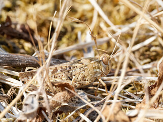 Criquet Calliptamus camouflé dans la végétation sèche, vue latérale