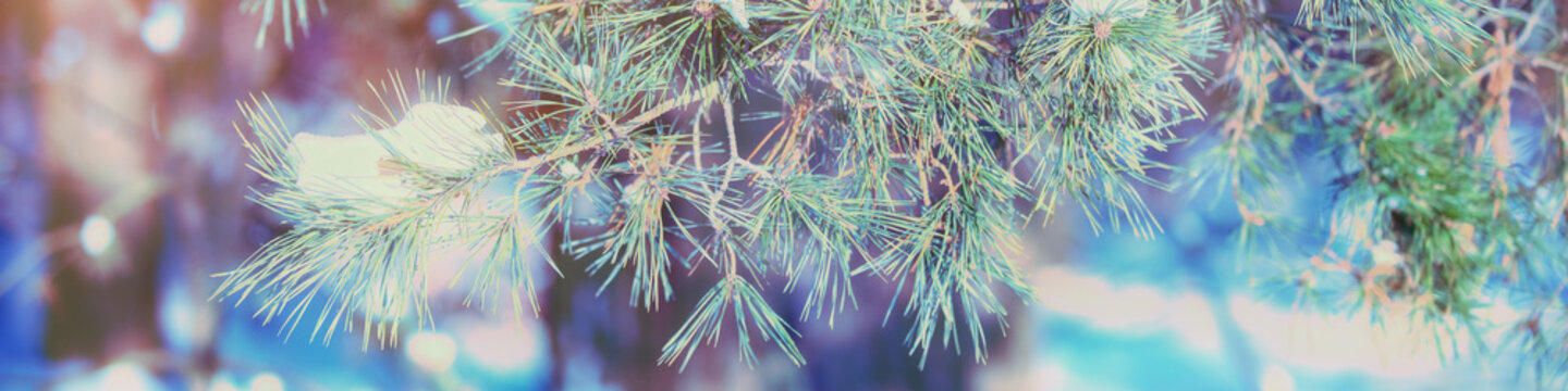 Pine branches covered with rime. Nature winter background. Winter nature. Snowy forest. Christmas background