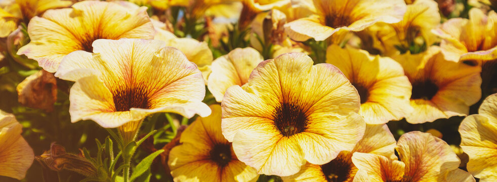 Vintage flowering yellow Petunia flowers. Floral nature background