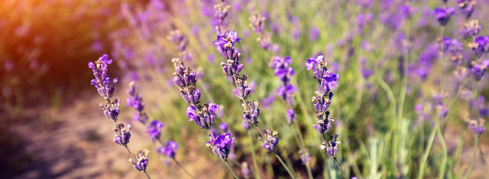 Flowering Lavender field in summer. Nature background