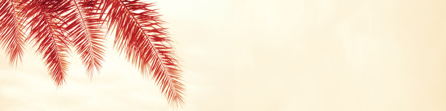 Palm tree leaves against gradient sunset sky. Vintage tropical nature background
