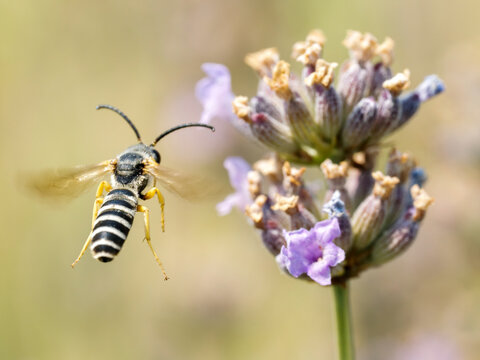 Halicte de la scabieuse (Halictus scabiosae) en vol devant une fleur de lavande