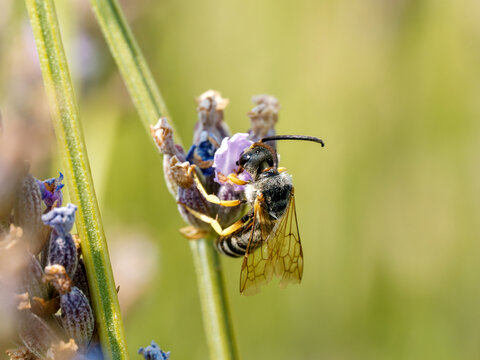 Halicte de la scabieuse (Halictus scabiosae) en vol devant une fleur de lavande