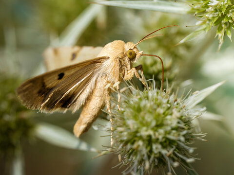 Noctuelle peltig&egrave;re (Heliothis peltigera) butinant une fleur
