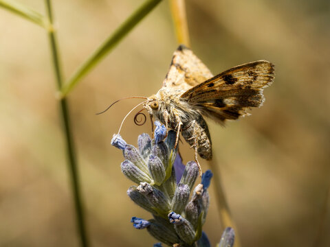 Heliothis viriplaca, papillon de nuit butinant une fleur de lavande