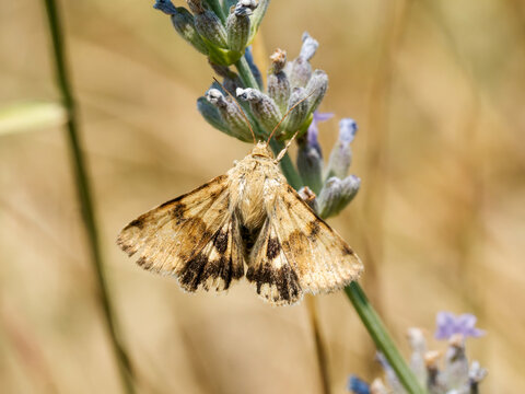 Heliothis viriplaca, papillon de nuit butinant une fleur de lavande