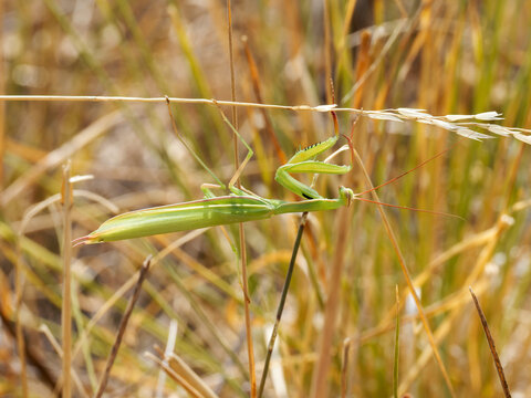 Mante religieuse verte camoufl&eacute;e dans les herbes s&egrave;ches