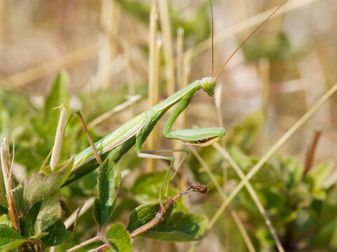 Mante religieuse verte camoufl&eacute;e dans les herbes s&egrave;ches