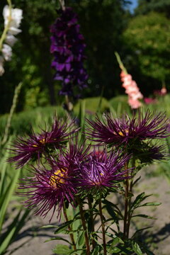 Beautiful purple asters in close-up. Purple gladioli in the background