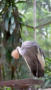 bird on a branch, isolated grey bird deep cleaning feathers inside the bird cage