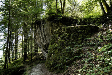 Obraz premium Bosco e vegetazione tipica alpina delle Dolomiti Bellunesi. Belluno,Veneto,Italia