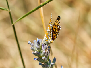 Damier du plantain (Melitaea cinxia) butinant des fleurs sauvages © Colombe Delons