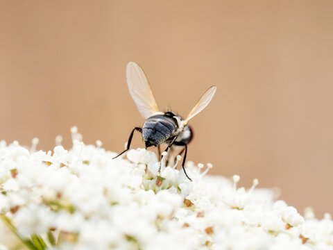 Phasia pusilla, petite mouche tachinaire parasito&iuml;de sur des fleurs blanches