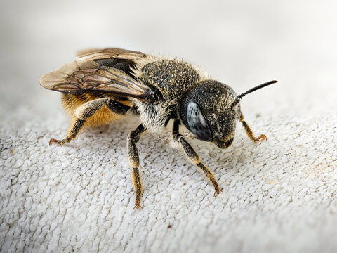 Osmia spinulosa, abeille ma&ccedil;onne solitaire en macrophotographie