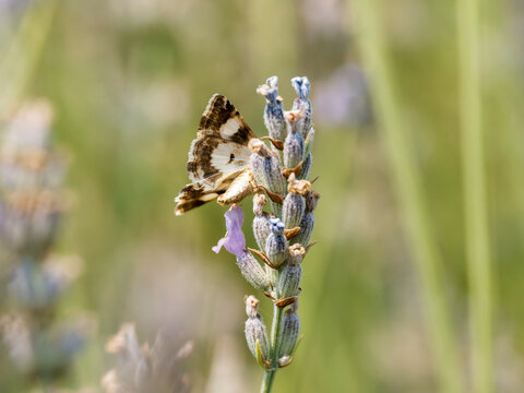 Noctuelle en deuil (Tyta luctuosa) butinant une fleur de lavande
