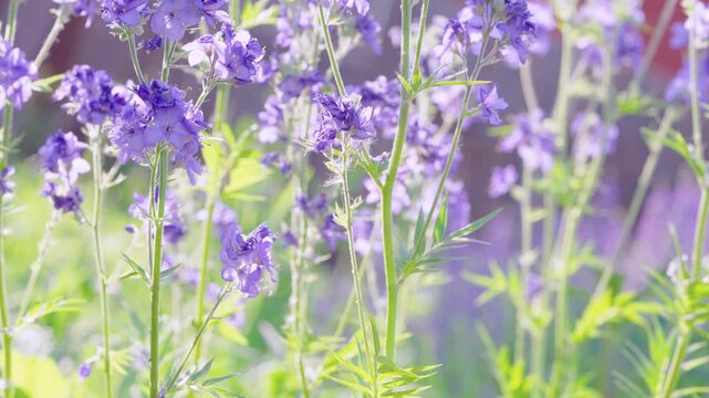 Panoramic close-up showing tall purple wildflowers with multiple upright slender stems and clustered lavender petals, lit from back and side to produce rim highlights