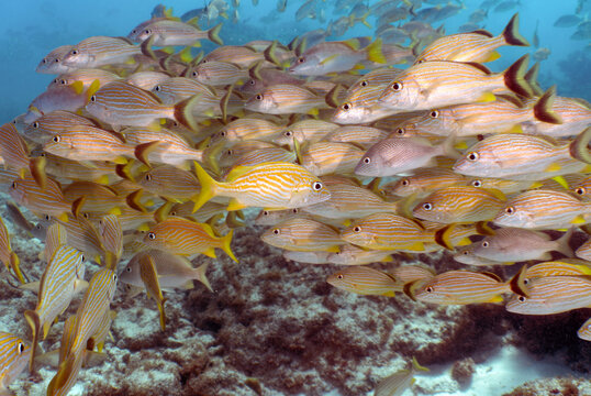 Underwater and Nature: School of Bluestriped Grunts Swimming Together in Clear Blue Water Reef Environment in Florida