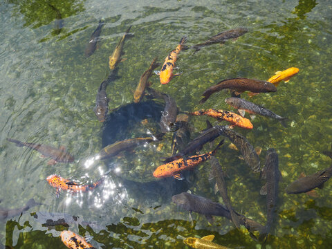真夏の公園の池の鯉の姿