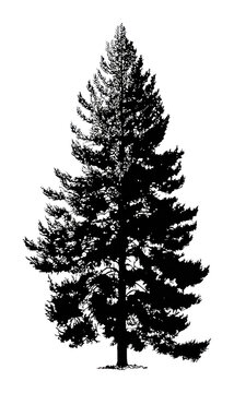PNG Detailed silhouette pine tree illustration.