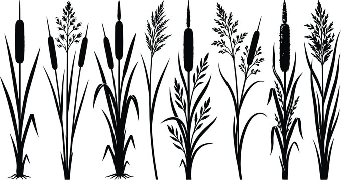 Cattail reed plant silhouette vector set wild meadow