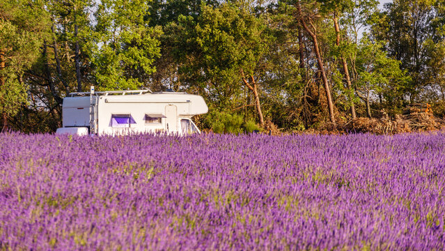 Recreational vehicle motorhome camp at lavender field, Provence in France.