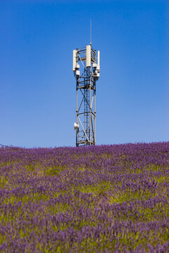 Telecommunication tower in lavender field