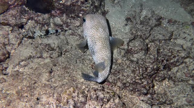 puffer fish from fiji