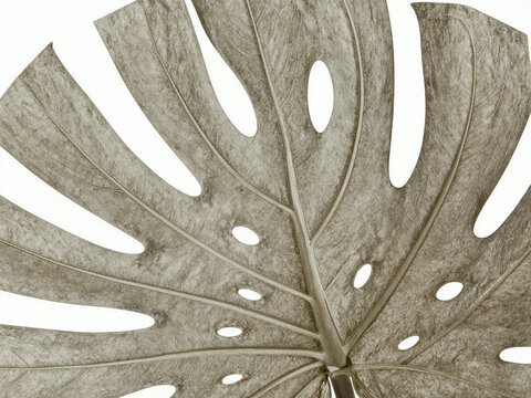 Close-up of a Monstera Deliciosa leaf in sepia tones showcasing natural veins and textures