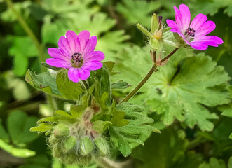 fleur de géranium mou (Geranium molle) © Temanu
