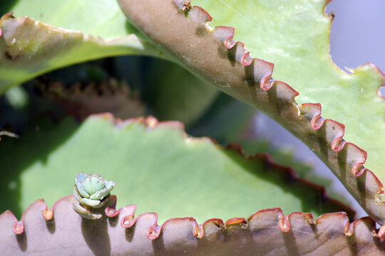 petite bouture de cette plante exotique