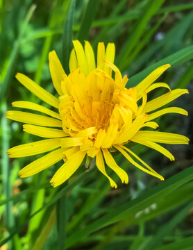  fleur jaune pissenlit - genre Taraxacum