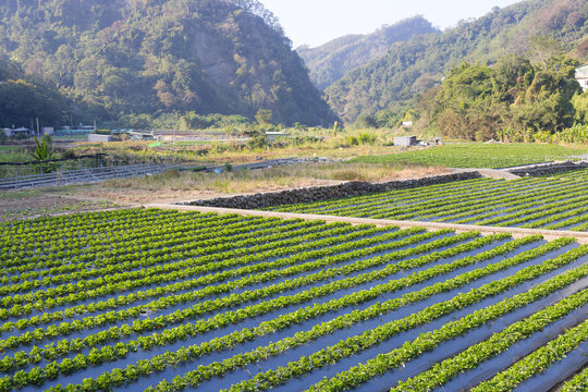 Strawberry farm field with mountain in taiwan