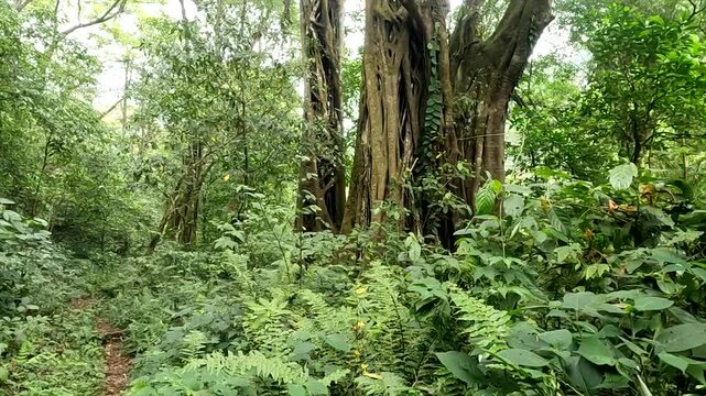4K footage of a large ancient banyan tree surrounded by dense green foliage in a tropical forest.